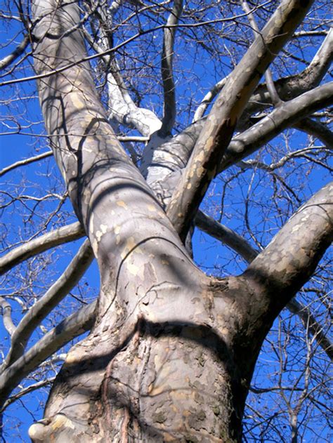 Sycamore Tree: Photos, Pictures, Images, Facts on Platanus occidentalis