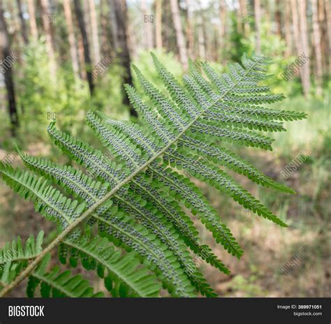 Fern Plant Sporophyte Image & Photo (Free Trial) | Bigstock