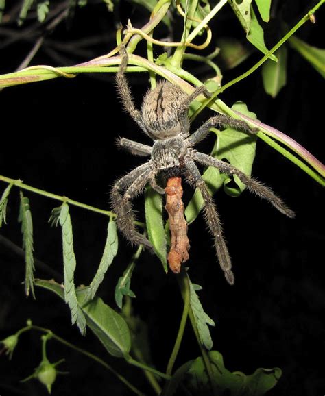 Bug Eric: Spider Sunday: Giant Crab Spider