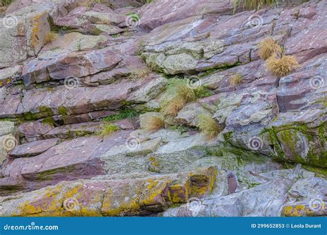 Rocks Filled with Map Lichens Stock Image - Image of grass, island: 299652853