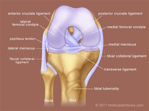 Knee Joint - Cruciate Ligaments - Medical Art Library