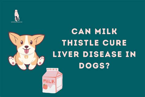 Can milk thistle cure liver disease in dogs? - Canine Liver Disease Resource Website