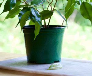 7 Reasons Your Plant Has Yellowing leaves - The Contented Plant