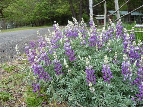 Silver lupine is back in stock - Klamath Siskiyou Native Seeds