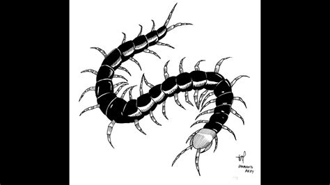 Centipede Drawing at PaintingValley.com | Explore collection of ...