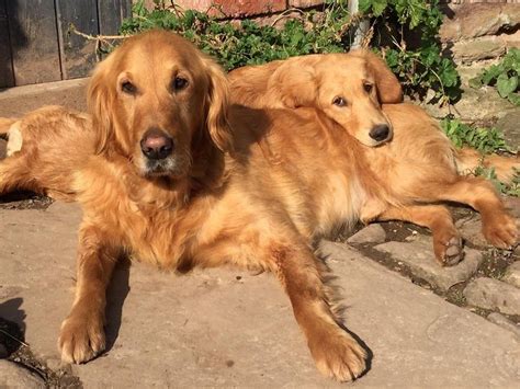 Nigel and Nellie. Monty Don & the real reason we watch Gardeners World ...