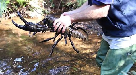 Tasmanian giant freshwater crayfish - Alchetron, the free social ...