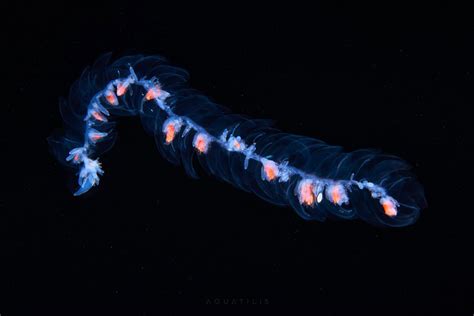 siphonophore - Google Search | Deep sea creatures, Sea creatures ...