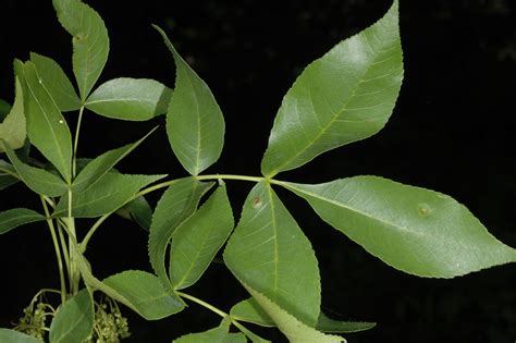 Carya ovata (Juglandaceae) image 96909 at PhytoImages.siu.edu