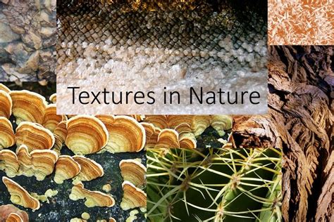 Textures in Nature - The Arty Teacher