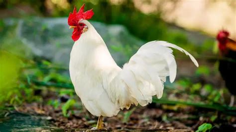 Can Roosters Lay Eggs? | Information and Facts - Farm and Chill