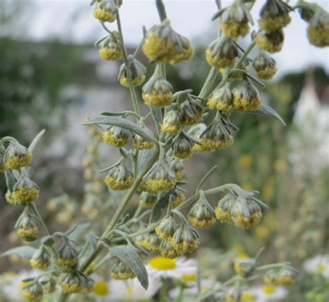 Wormwood (Artemisia absinthium) Growing & Care Guide for Gardeners