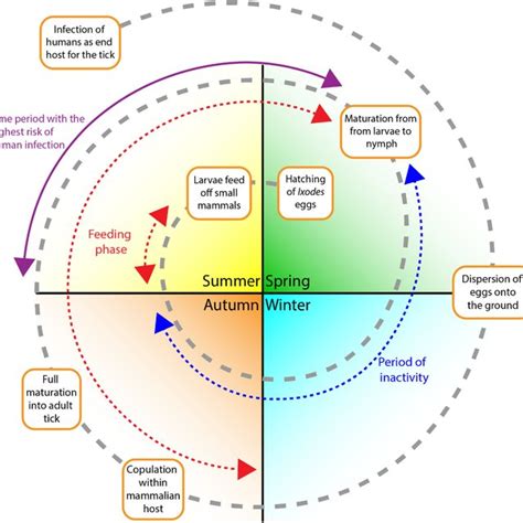 The life cycle of Tunga penetrans and Tunga trimamillata. | Download ...