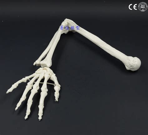 Free shipping&Natural human bone model of bone adult arm of upper limb bone adult arm and radius ...