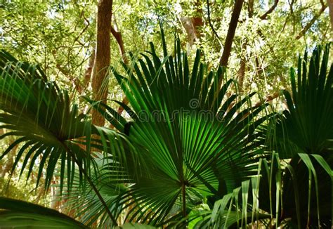 Fan palm tree leaves stock photo. Image of leaves, close - 197847210