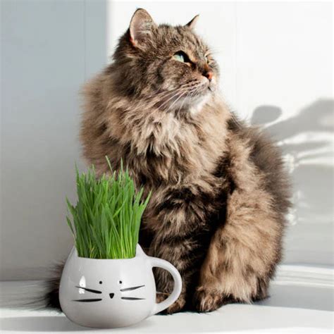 Benefits of Cat Grass: Essential for Cat Moms – The Cat Ladies