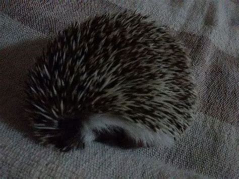 sleepy hedge hedgehog sleep sleeping small tiny sweet adorable and loving | Hedgehog, Adorable ...