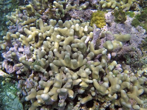 Porites porites furcata (branched finger coral) (San Salva… | Flickr