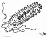 bacteria cell Diagram Blank sketch template
