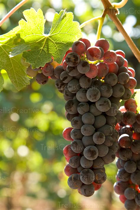 Image: Clusters of ripe nebbiolo grapes on the vine High-Res Stock Photo - TrellisCreative.com