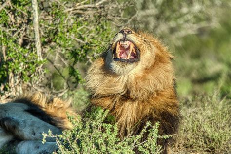 African Lion big yawn Photograph by Natasha Bishop - Pixels