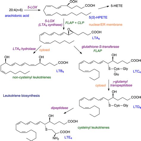 Leukotriene biosynthesis | Download Scientific Diagram