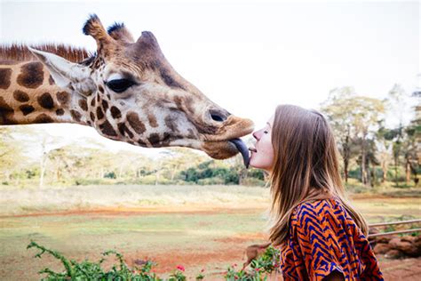 Dine With Endangered Rothschild Giraffes at the Giraffe Manor Sanctuary-Hotel in Kenya