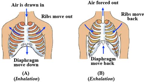 Observe the figure given as figure (A) and (B) and answer the following In the figure label the ...