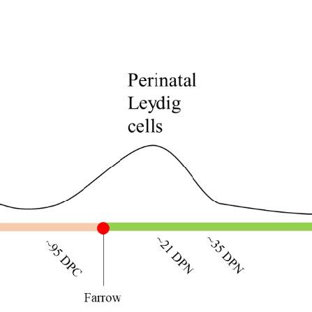 Waves of porcine Leydig cell development occur at three critical time... | Download Scientific ...