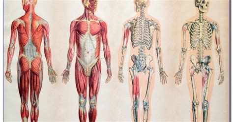 √√ Human Anatomy And Physiology ONLINE COURSE Free - Best Education ...