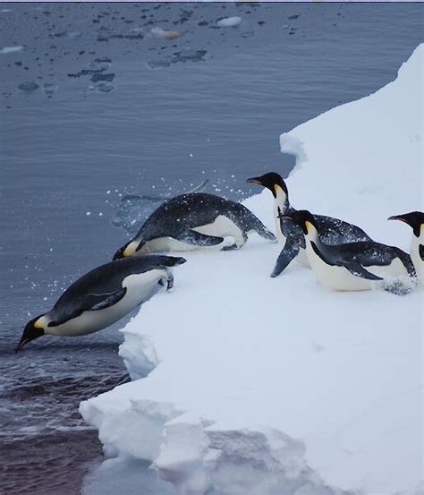 Emperor penguins diving and travelling – Australian Antarctic Program