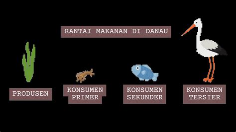 10 Contoh Rantai Makanan - Mudabisa