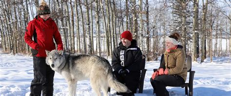 Wolf Dog Sanctuary Yamnuska - Discover Banff Tours