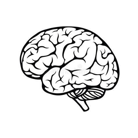 Human brain stock vector. Illustration of psychology - 34191041