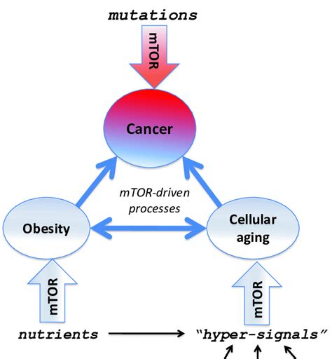 Several mTOR-dependent processes acting in concert can promote cancer.... | Download Scientific ...