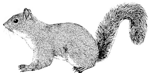 Free Gray Squirrel Cliparts, Download Free Gray Squirrel Cliparts png images, Free ClipArts on ...