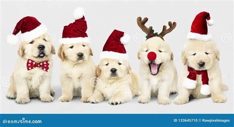 Group of Adorable Golden Retriever Puppies Wearing Christmas Costumes Stock Photo - Image of ...