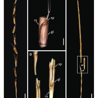 | The dispersal units of Aegilops tauschii and Aegilops longissima. (A)... | Download Scientific ...