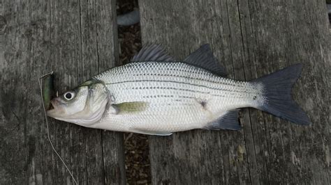 Fishing for White Bass in Lakes