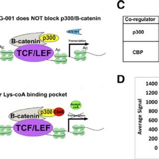 Targeting the WNT pathway using epigenetic inhibitors. WNT signaling ...