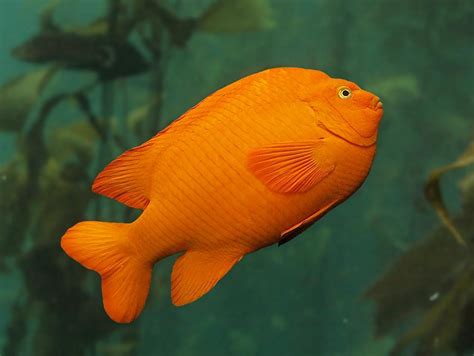 Garibaldi, Kelp Forest, Fishes, Hypsypops rubicundus at the Monterey Bay Aquarium