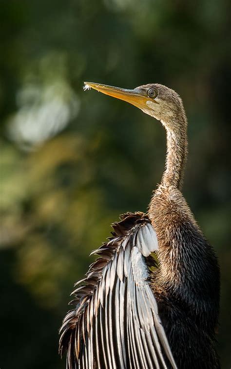 The Snake Bird... Snake, Bird, Nature, Beautiful, Naturaleza, Birds, A Snake, Nature ...