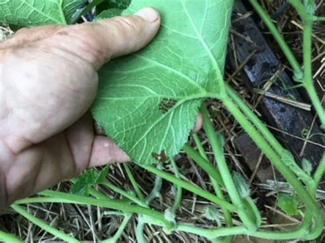 Best Squash Vine Borer Treatment - 5 Chemical-Free Options