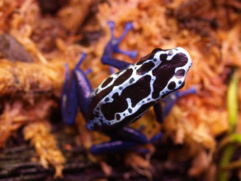 Blue Poison Dart Frog Tadpoles