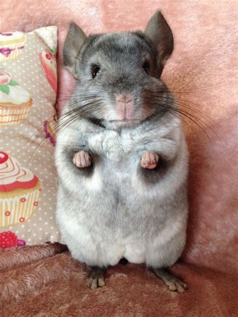 Pets photos - Yummypets | Chinchilla cute, Chinchilla, Animals and pets