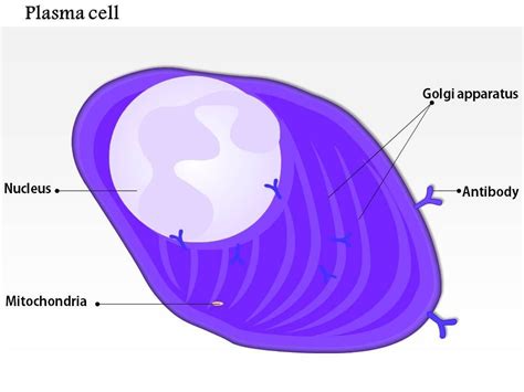 0814 Structure Of The Plasma Cell Medical Images For Powerpoint ...