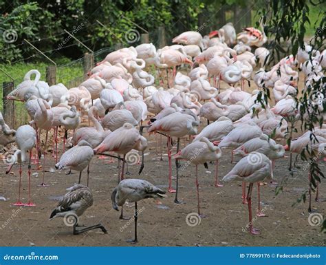 Pink Flamingo before Migration To the Warm Countries Stock Photo - Image of animals, plumage ...