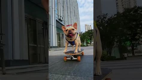 Funny Dog Skateboard | Skateboard | Bull Dog Skateboarding - YouTube