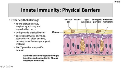 Innate Immunity Physical Barriers