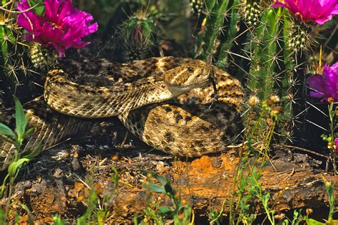 March Events: Animal Encounters | Texas Heritage for Living